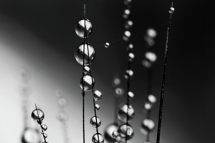 Grass Seed Drops II Photograph by Sharon Johnstone