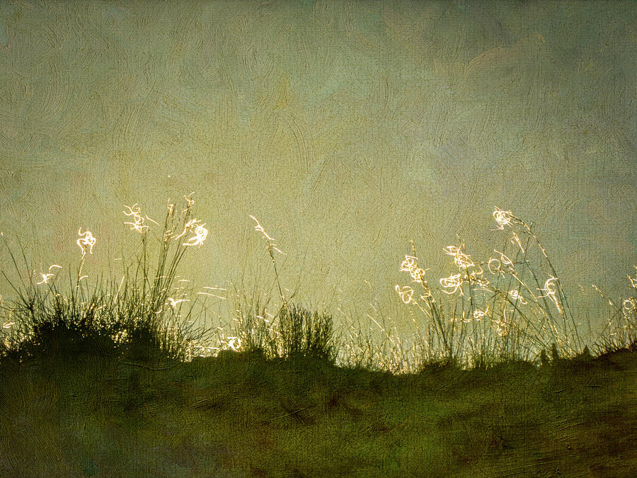 Grass Seed Heads at First Light Photograph by Mary Lee Dereske