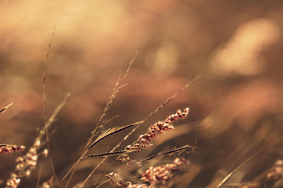 Grass Seed Photograph by Lianne B Loach