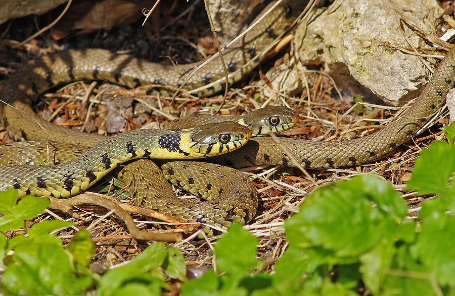 Grass snake [Natrix natrix] Photograph by Gary Chalker