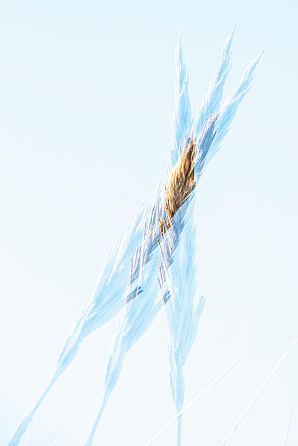 Twisted Grass Photograph by Kathy Paynter Twisted Grass Photograph by Kathy Paynter