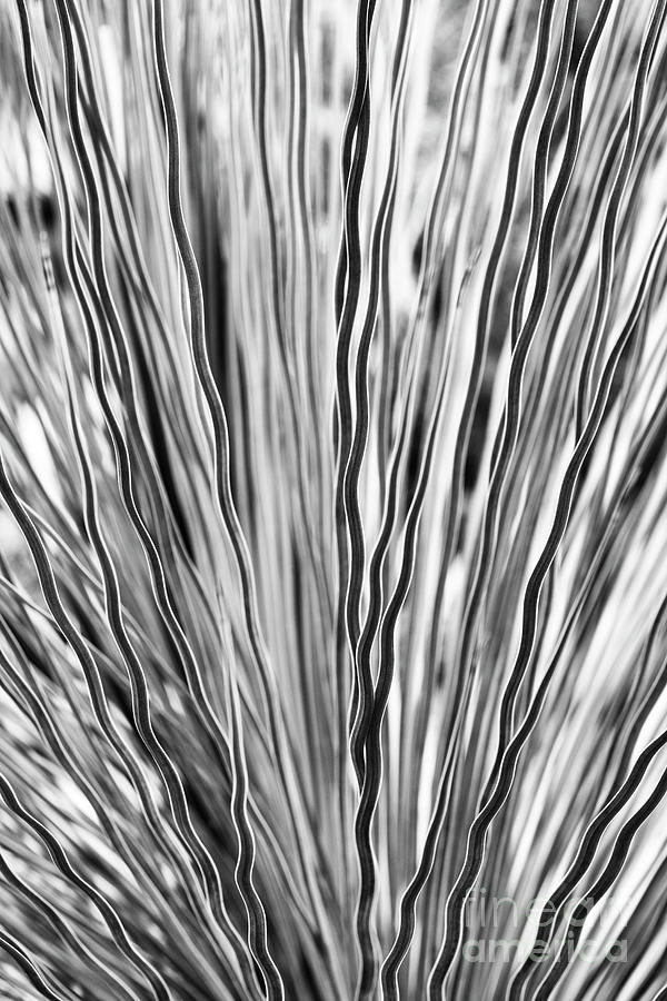 Grass Tree Foliage Abstract Monochrome Photograph by Tim Gainey