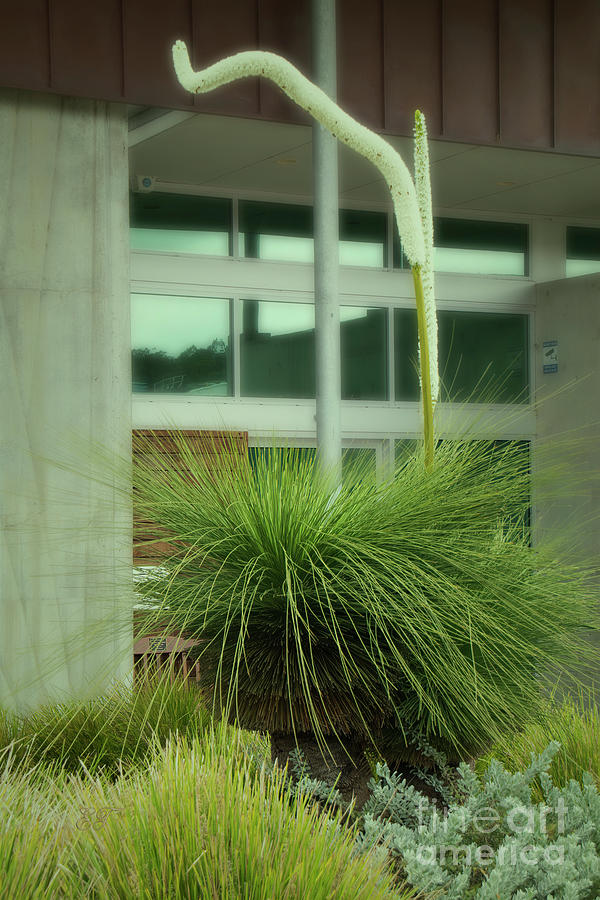 Grass Tree - Xanthorrhoea 2 Photograph by Elaine Teague