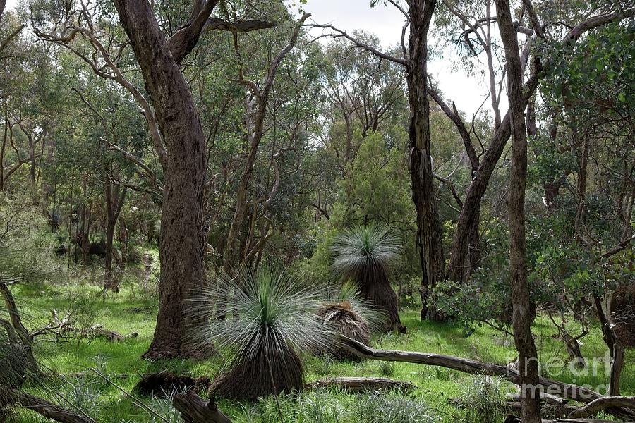 Grass Trees in the Warby Ranges Photograph by Linda Lees