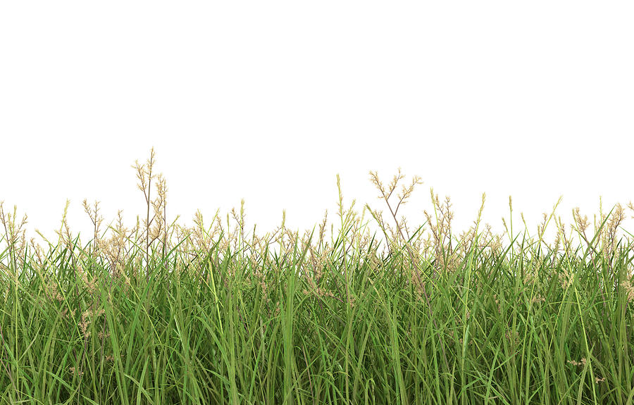 Grass viewed from the side, isolated on a white background 3D Render Photograph by Andrew Dernie