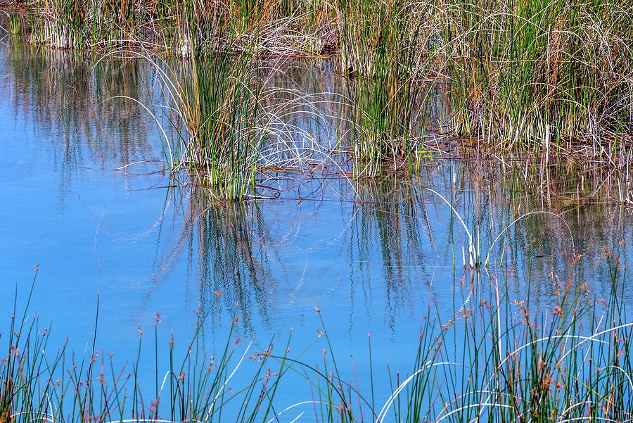 Grass Water Reflections Photograph by Jerry Sodorff