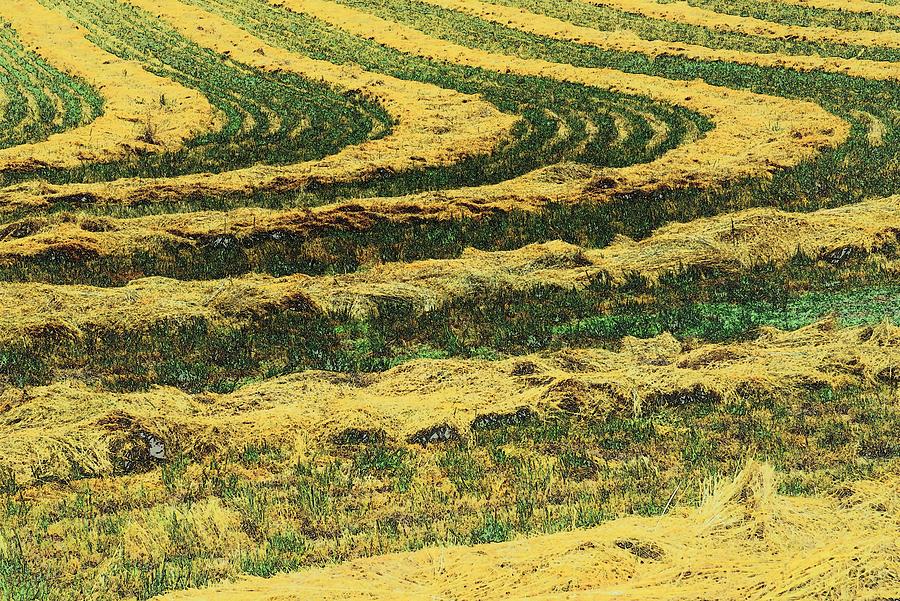 Landscape Photograph - Grass Windrow Lines by Jerry Sodorff