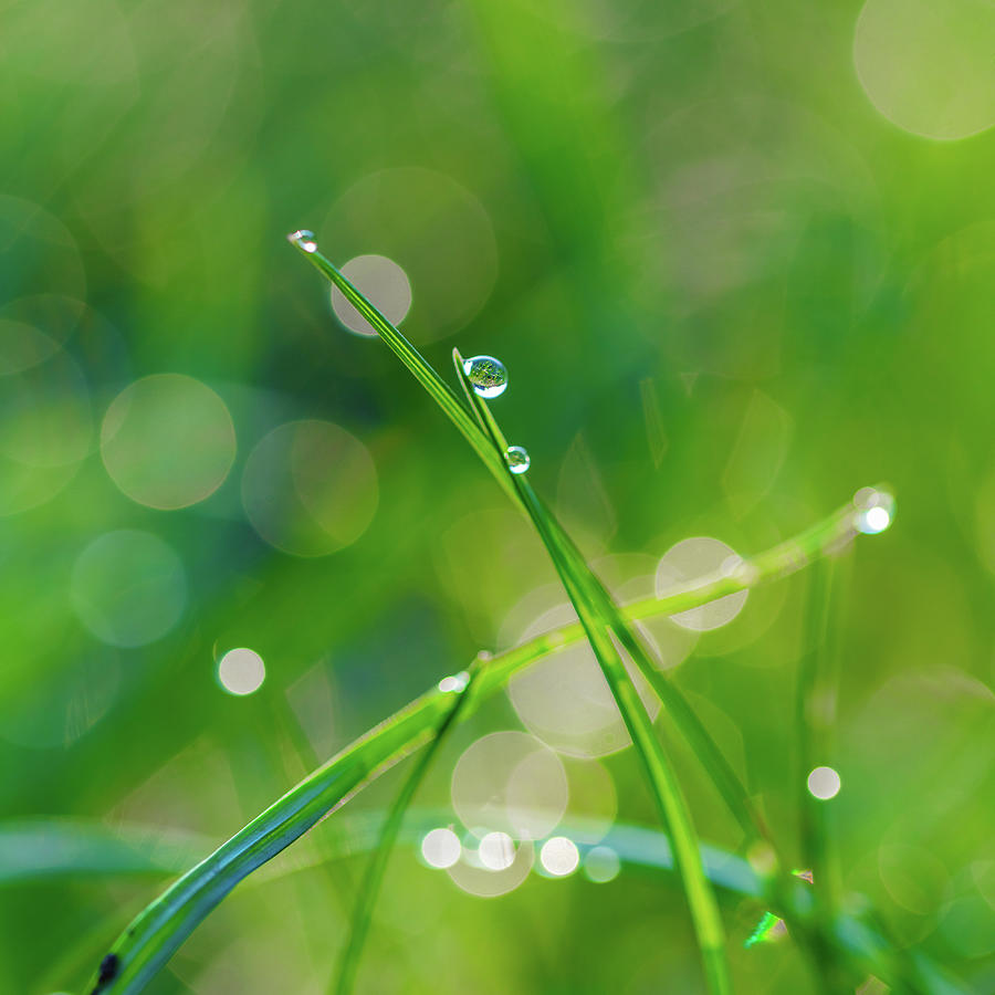 Grass With Dew Drops Closeup Pyrography by Oleksandr Lysenko | Fine Art ...