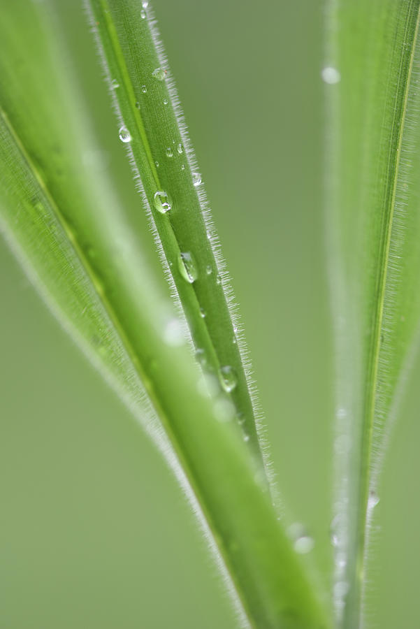 Summer Photograph - Grass With Dew by Phil And Karen Rispin