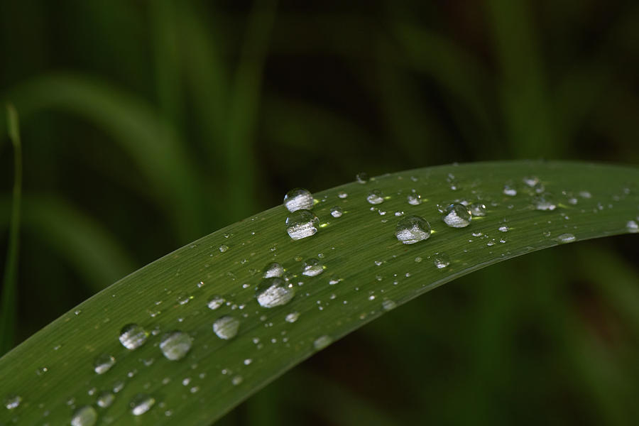 Grass with rain drops Photograph by Paul Freidlund