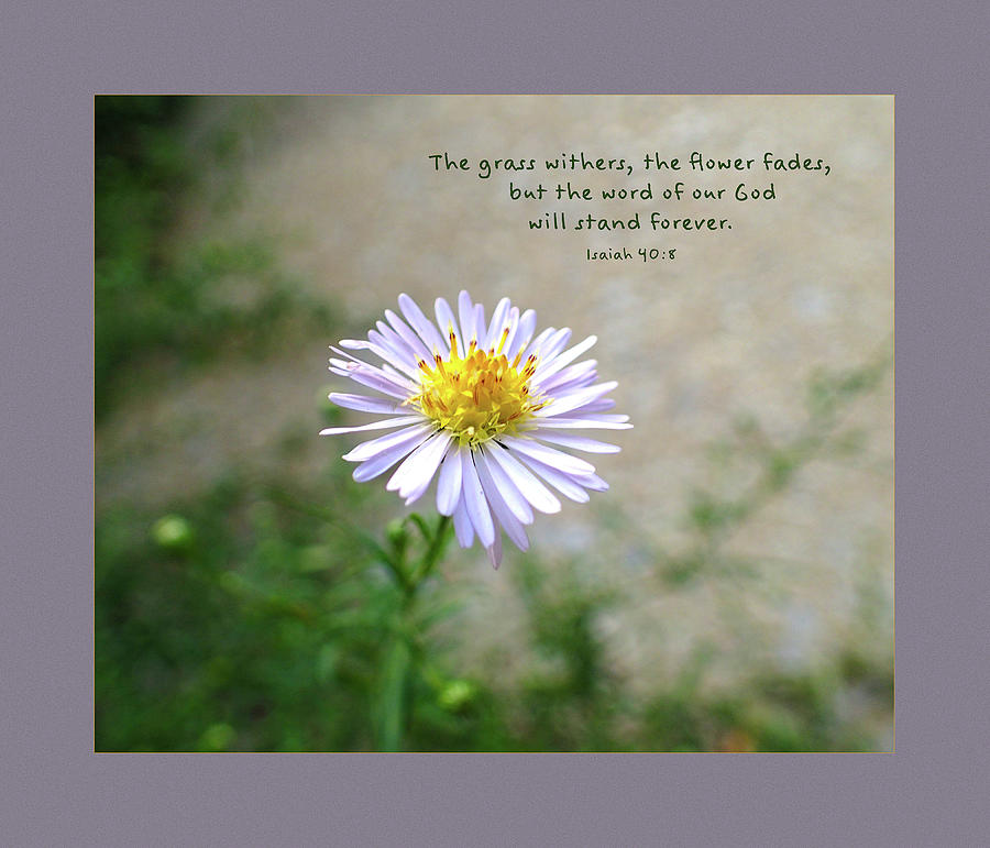 Grass withers Daisy image scripture art Photograph by Denise Beverly