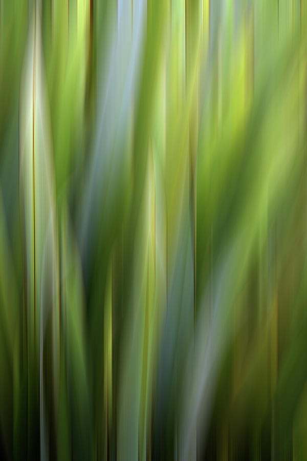 Grasses 4 Photograph by JustJeffAz Photography