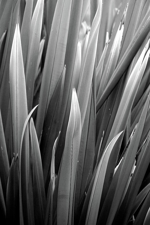 Grasses 5 Photograph by JustJeffAz Photography