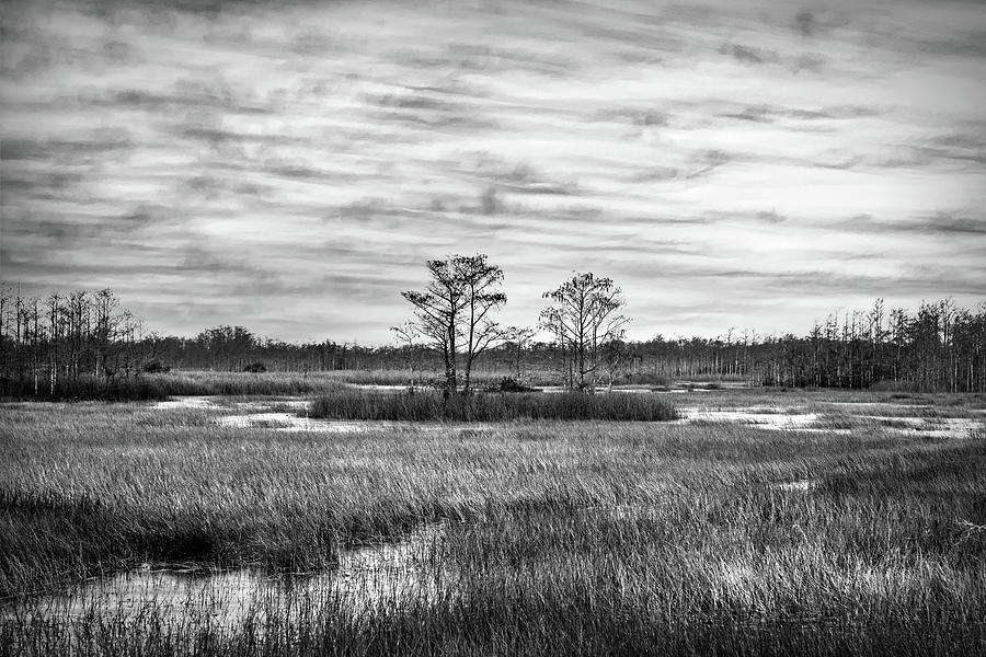 Grasses across the Everglades in Black and White Photograph by Debra and Dave Vanderlaan