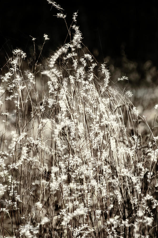 Grasses Photograph by Allyson Schwartz