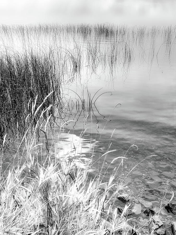 Grasses and Reeds Black and White Photograph by Allan Van Gasbeck