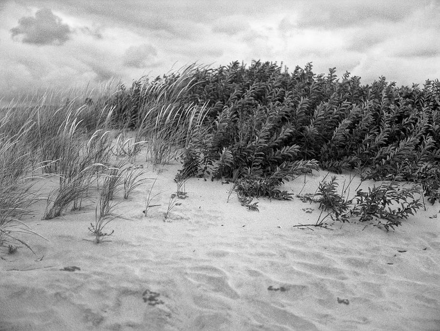 Grasses and Shrubs on the Beach Photograph by Stephen Russell Shilling ...
