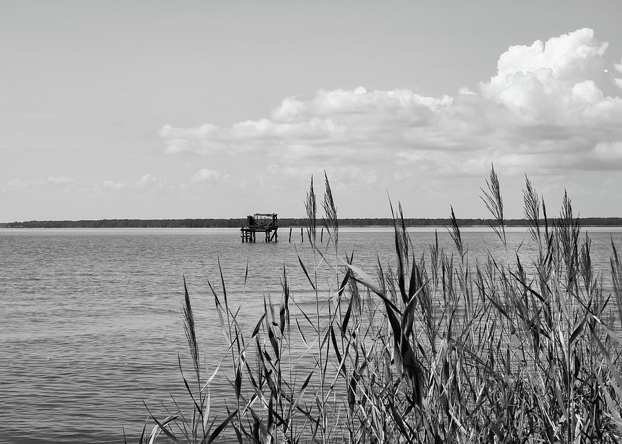 Grasses By The River - Grayscale Photograph By David Beard - Fine Art 