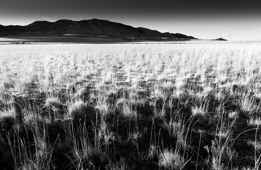 Grasses in Black and White Photograph by Mark Gomez