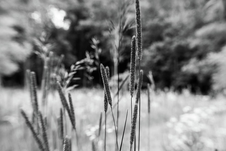 Grasses in Gray Photograph by Kimberly Mackowski