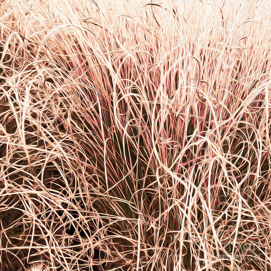 Grasses in the Autumn Photograph by Bentley Davis