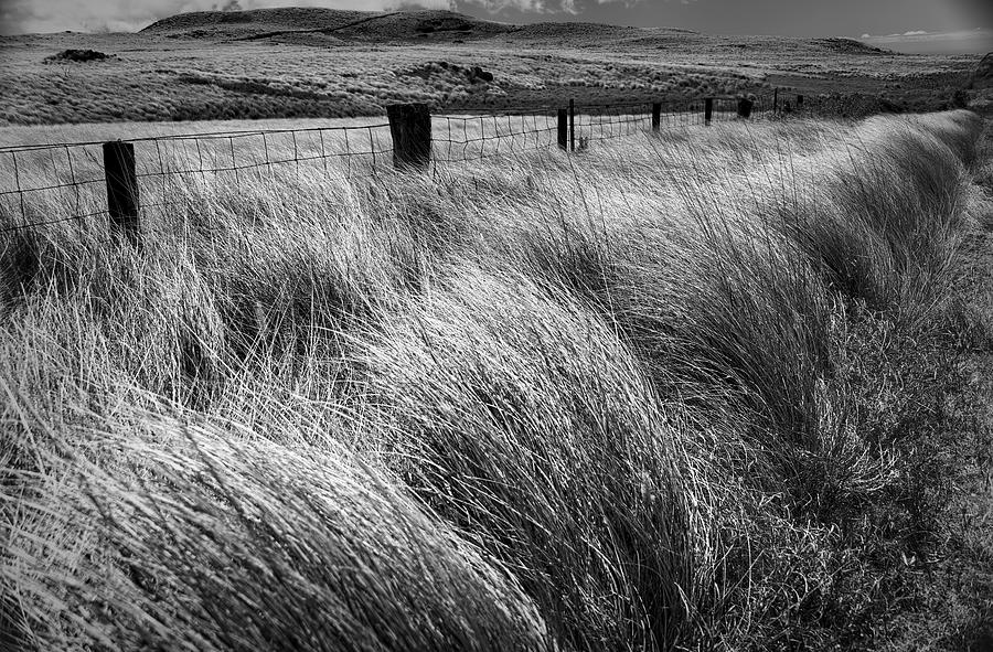 Grasses in the Wind Photograph by Heidi Fickinger