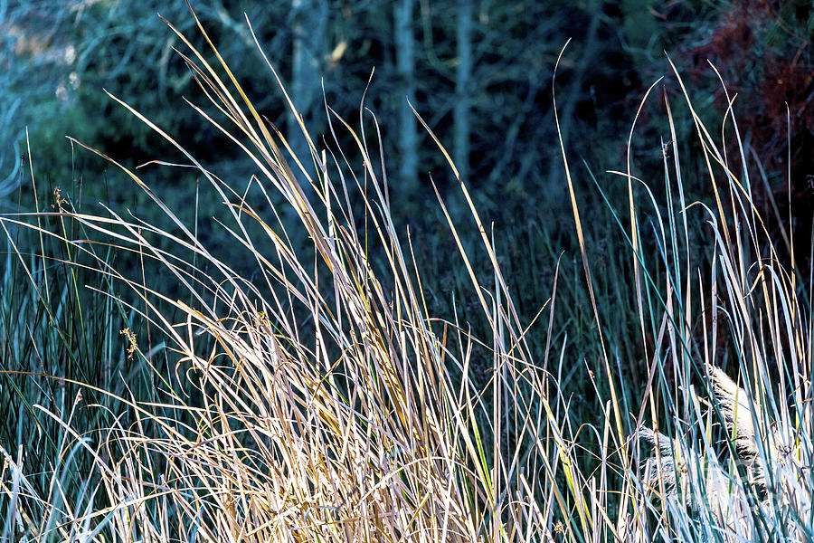 Grasses Photograph by Kate Brown