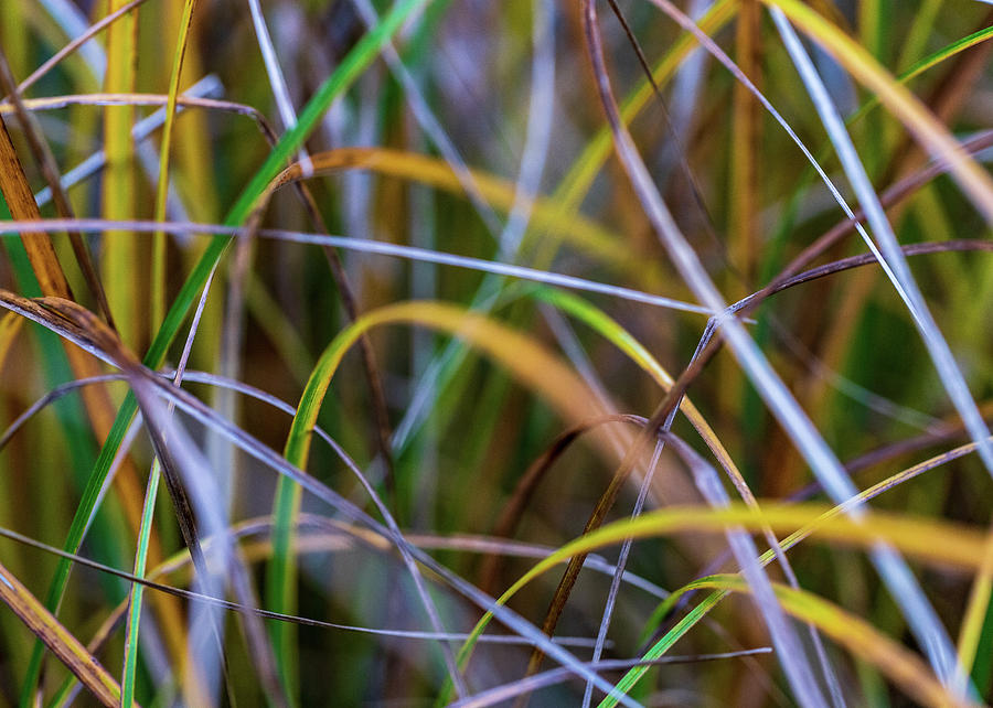 Nature Photography - Rainbow Grass Photograph by Amelia Pearn