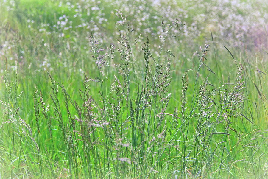 Grasses Photograph by Loyd Towe Photography