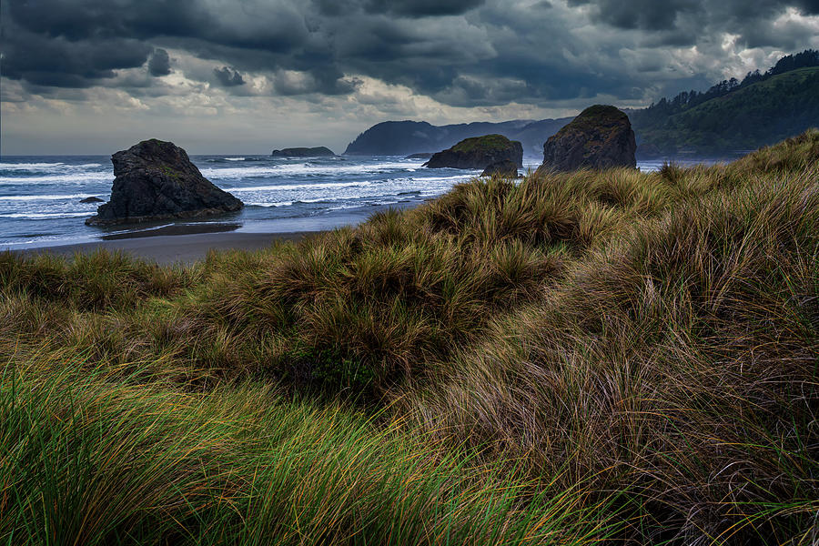 Grasses on Meyers Beach Oregon GRK9423_05282022 Photograph by Greg ...