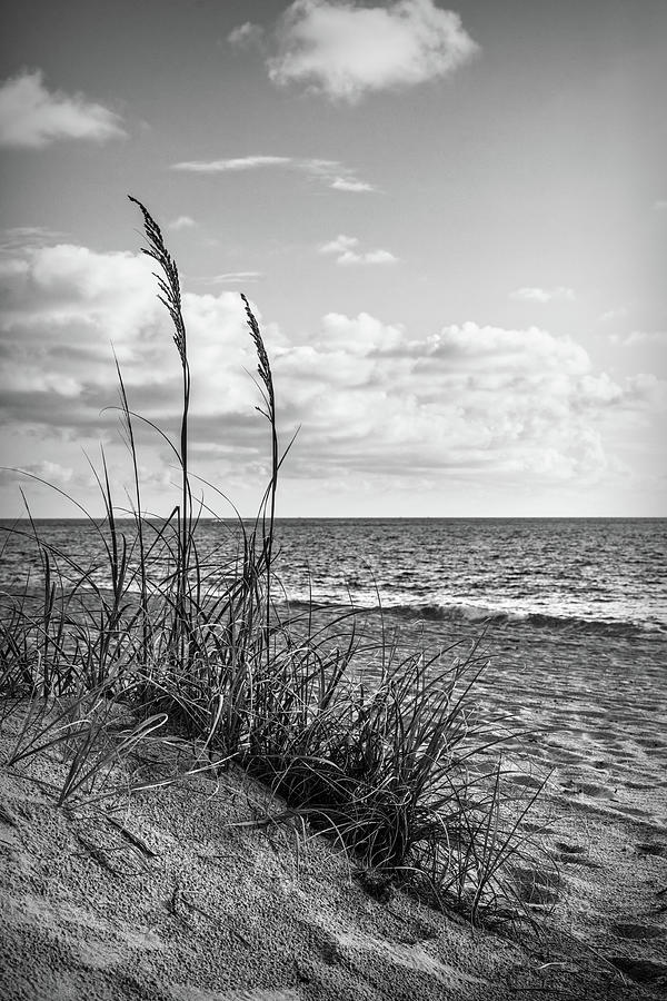 Grasses on the Sand Dunes in Black and White Photograph by Debra and Dave Vanderlaan