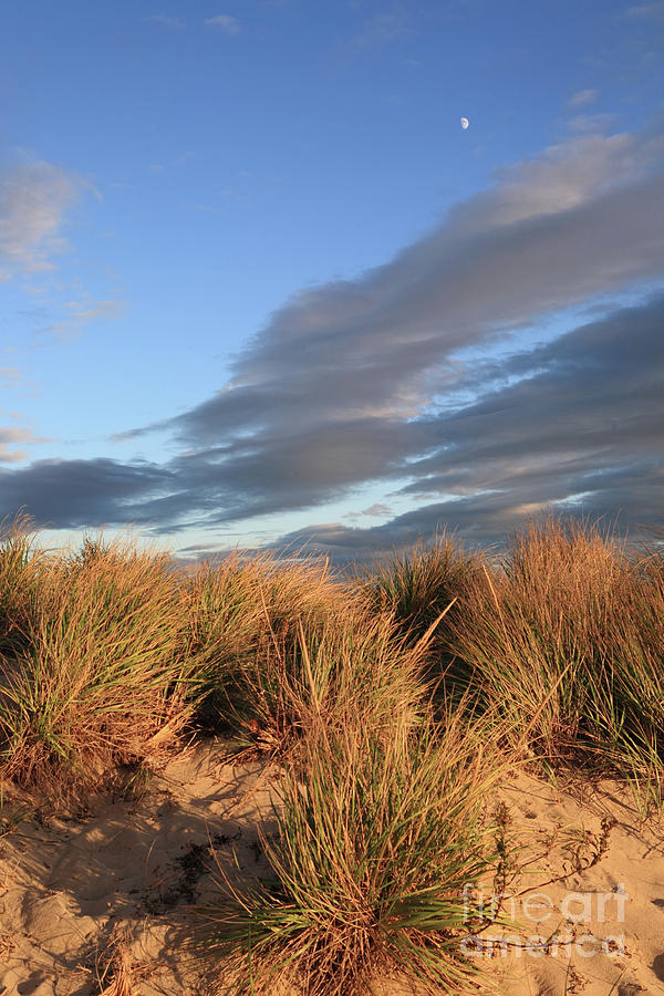 Grasses sand dune Falmouth Photograph by Bryan Attewell
