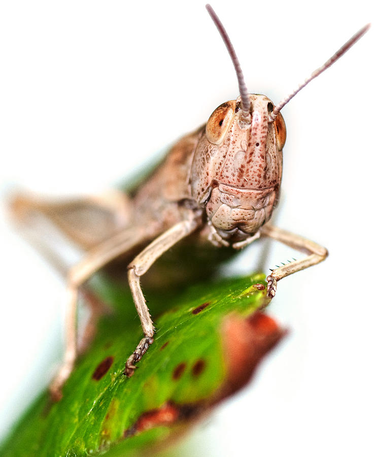 Grasshopper Photograph by A J Withey