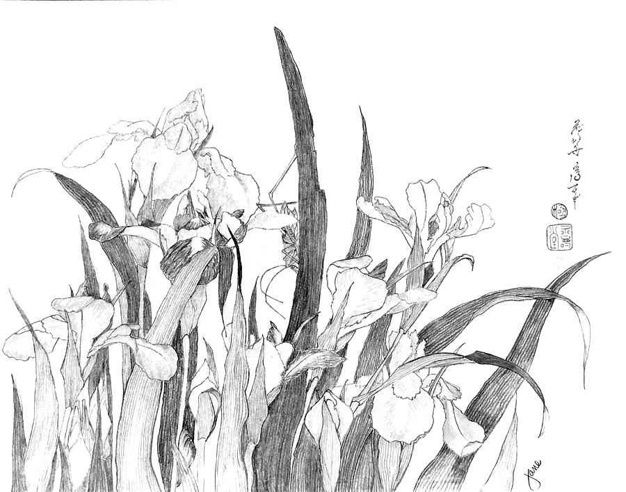 Grasshopper and Irises by Katsushika Hokusai Drawing by Nila Jane Autry