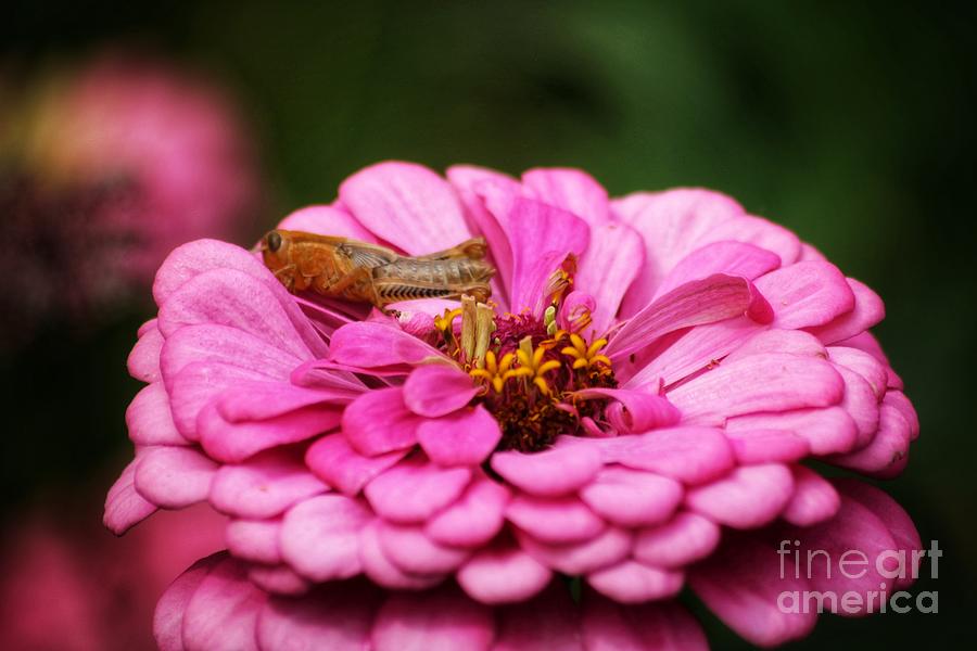 Grasshopper and The Zinnia  Photograph by LaDonna McCray