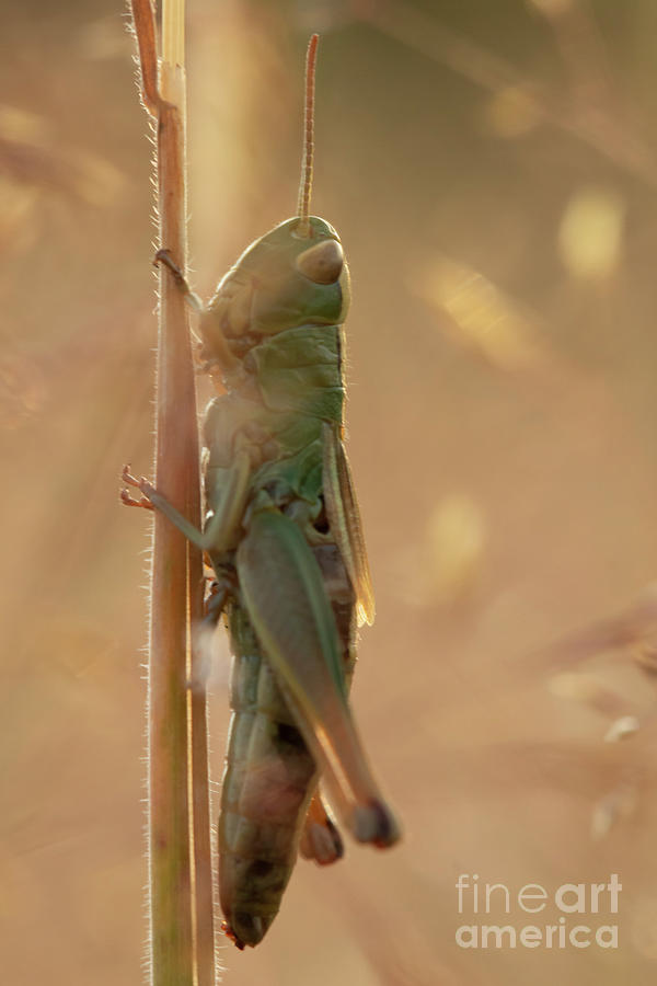 Grasshopper Photograph by Ang El