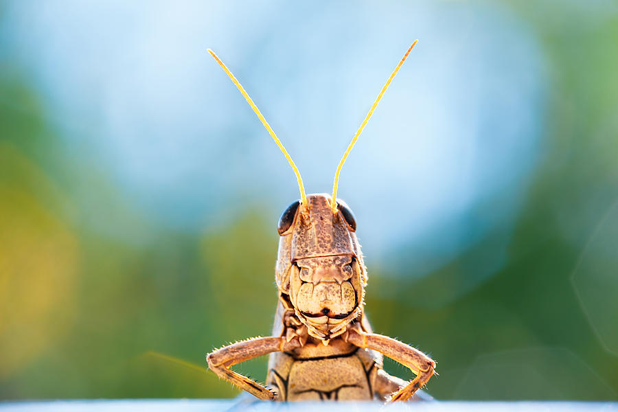 Grasshopper Close-up Photograph by Jeanette Fellows