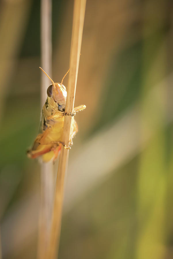 Grasshopper Closeup Photograph by Jean Noren