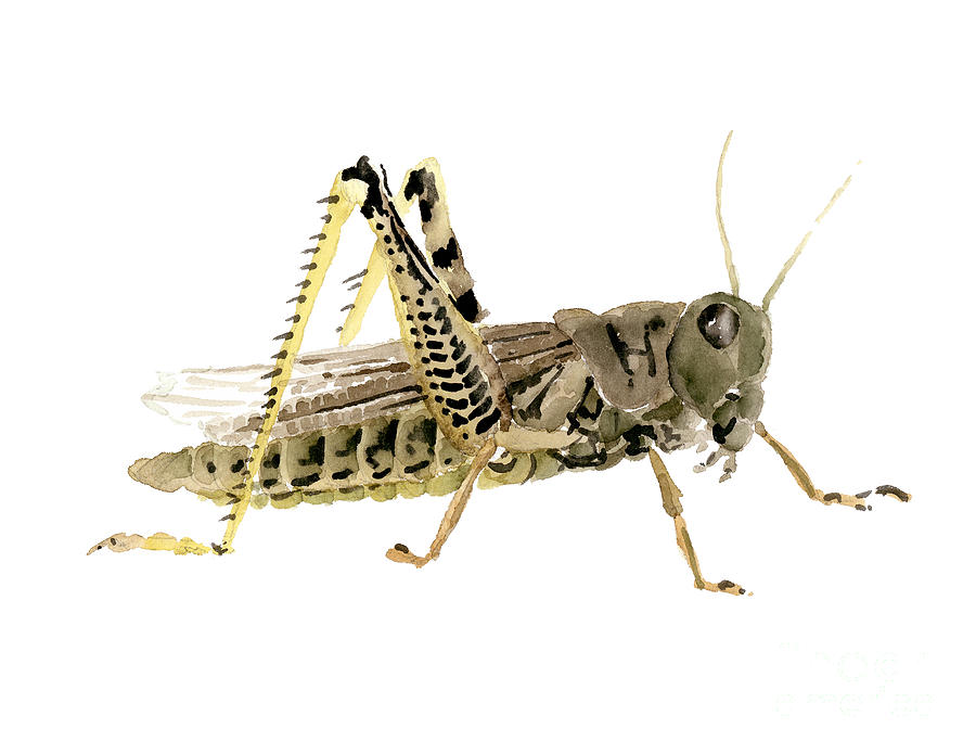 Wildlife Painting - Grasshopper by D Rogers