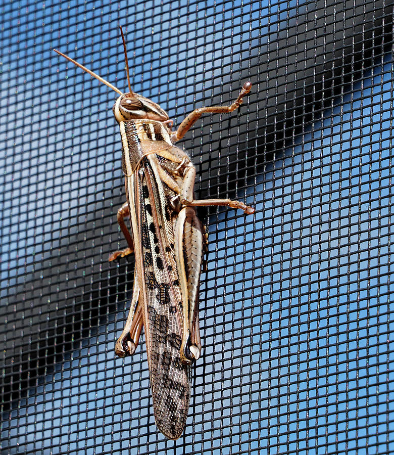 Grasshopper Photograph by Dennis Dugan