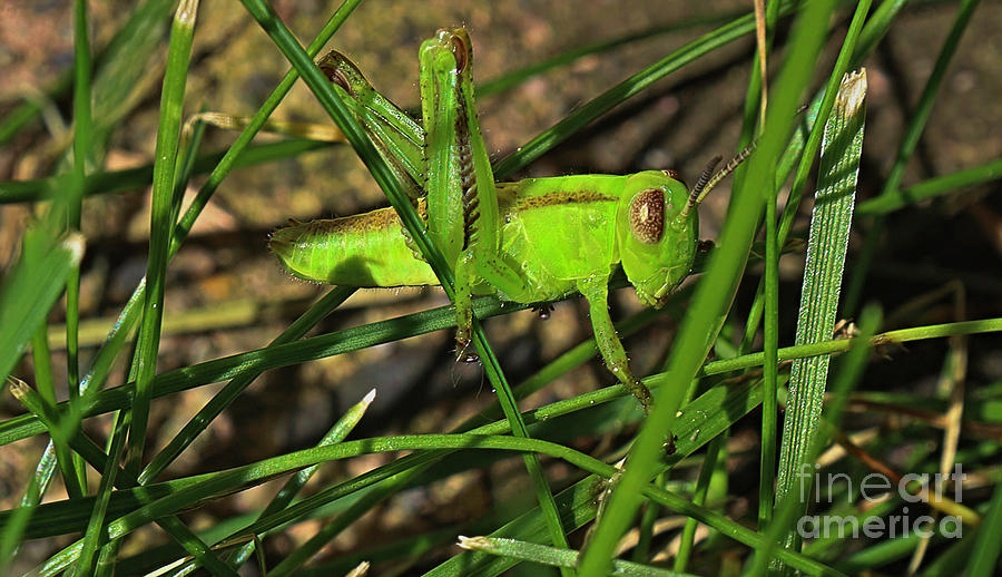 Grasshopper Photograph - Grasshopper by Douglas White