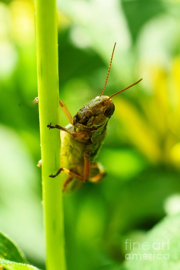 Grasshopper Green Photograph by Jimmy Chuck Smith