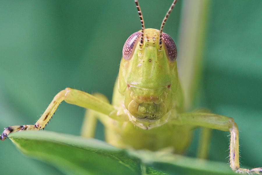 Grasshopper Greeting Photograph by Jim Hughes