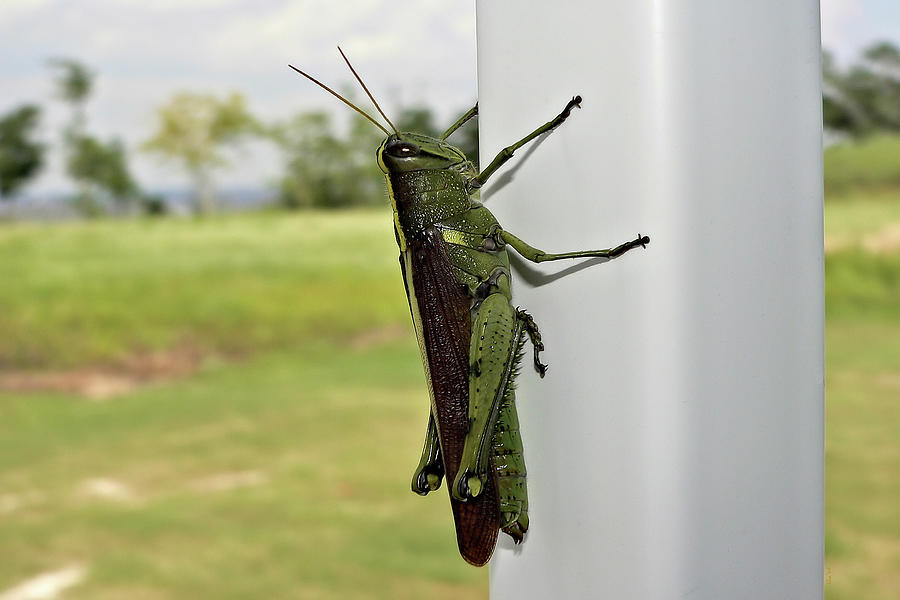 Grasshopper Hanging On Photograph by Kathy K McClellan