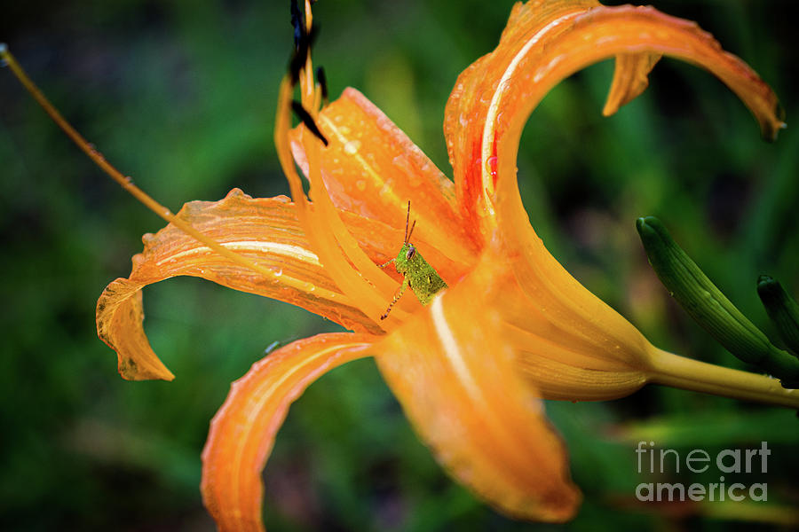 Grasshopper hides inside the orange daylily while raining Photograph by Adelaide Lin