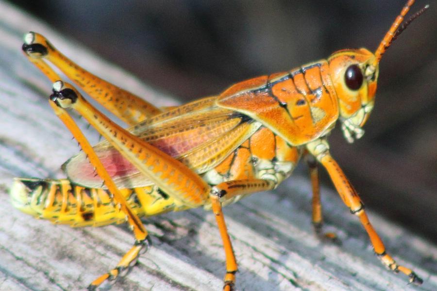 Grasshopper In Big Cypress National Preserve Florida Photograph By