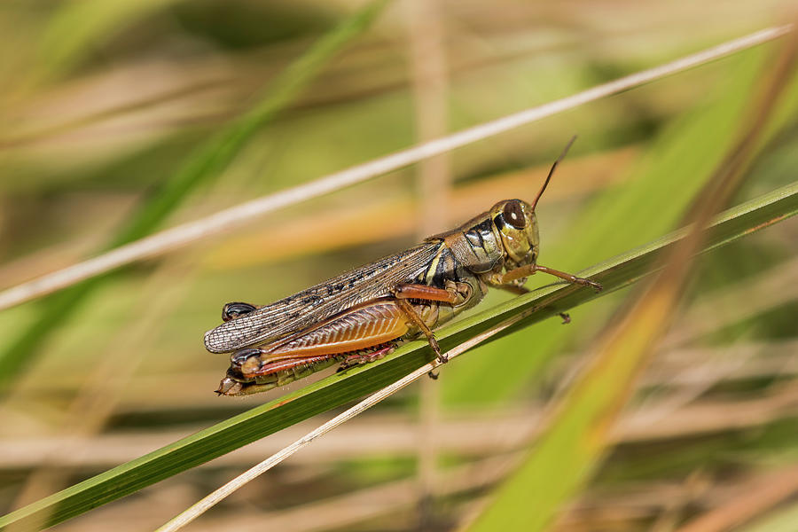 Grasshopper in Meadow Photograph by Robert Potts