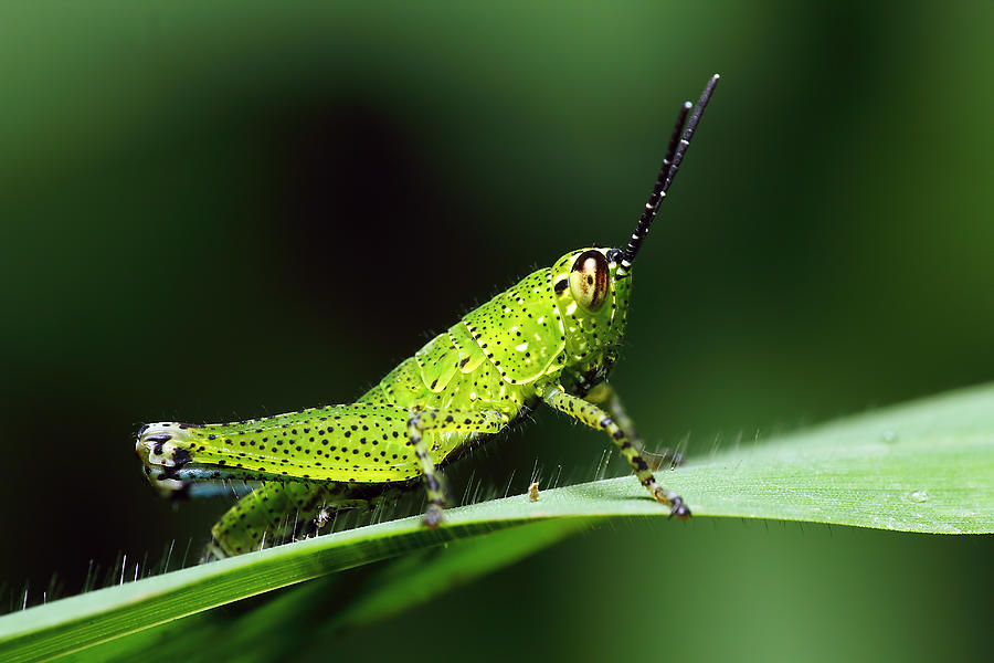 Grasshopper Photograph by Karthik Photography