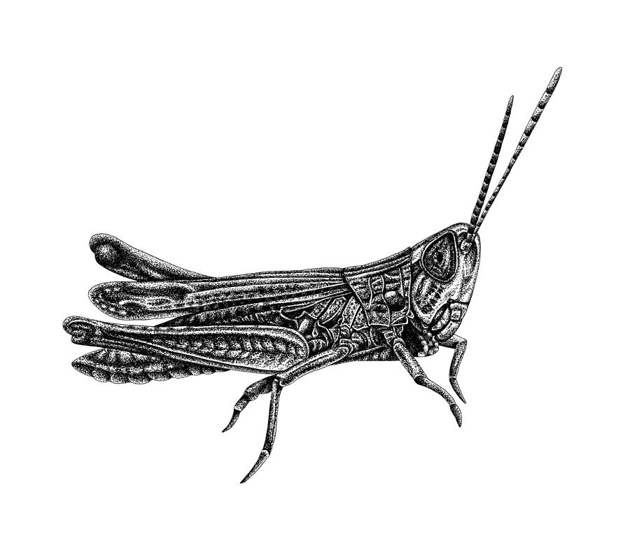 Grasshopper Drawing - Grasshopper by Loren Dowding