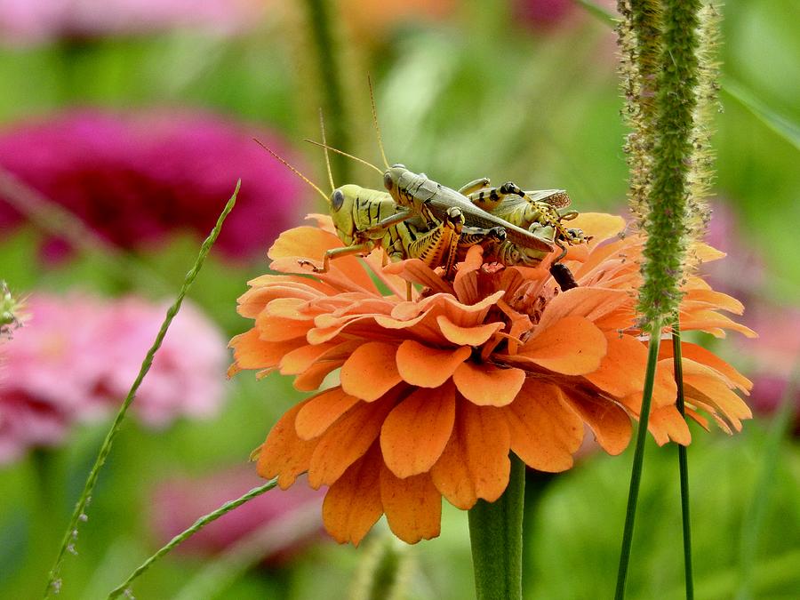 Grasshopper Love Photograph by Kathy Chism